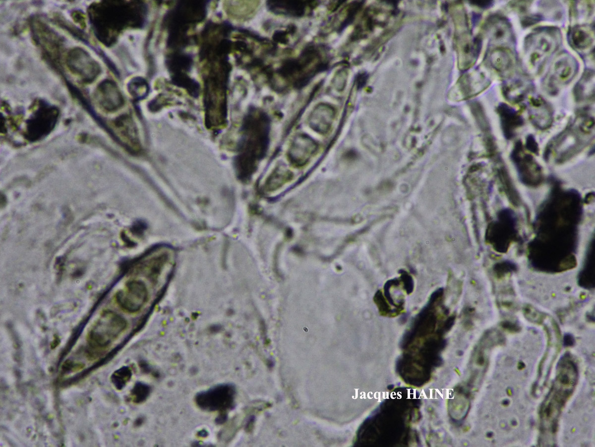 Roccella tinctoria DC Taxon Atlantique-Ouessant Cf.